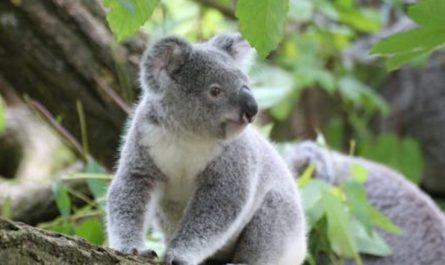 Rêve de koala – 36 Interprétations et Symboles