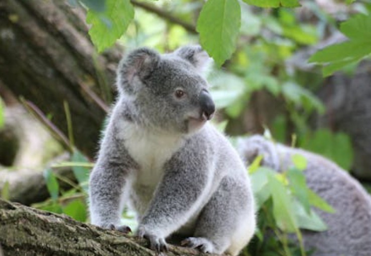 Rêve de koala – 36 Interprétations et Symboles