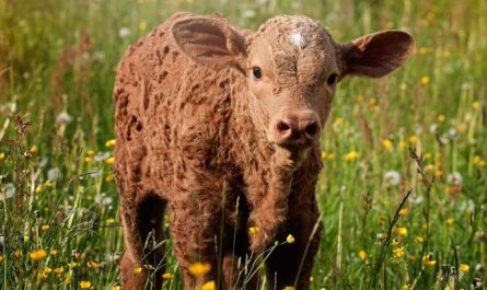 Rêver de veau – 39 Interprétations et Symboles