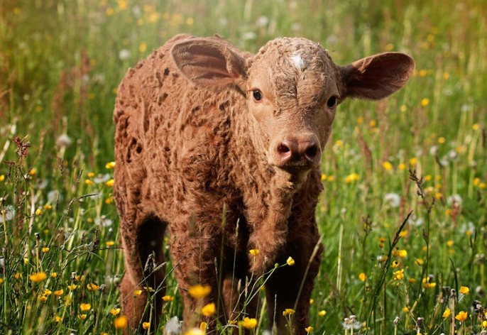 Rêver de veau – 39 Interprétations et Symboles