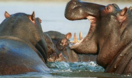 Rêver d’hippopotame : 31 Interprétations et Symboles