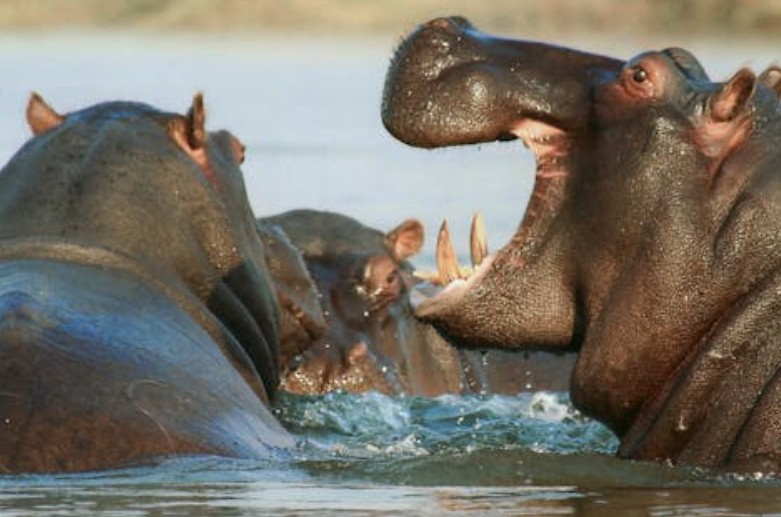 Rêver d’hippopotame : 31 Interprétations et Symboles