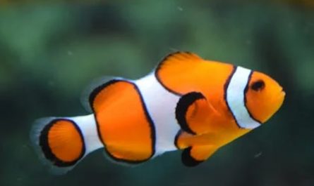 Rêver d’aquarium : 32 Interprétations et Symboles