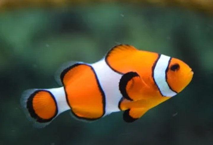 Rêver d’aquarium : 32 Interprétations et Symboles