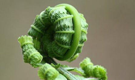 Rêver de fougères : 30 Interprétations et Symboles