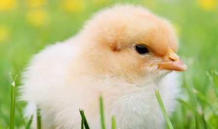 Rêver de poulets : 30 Interprétations et Symboles