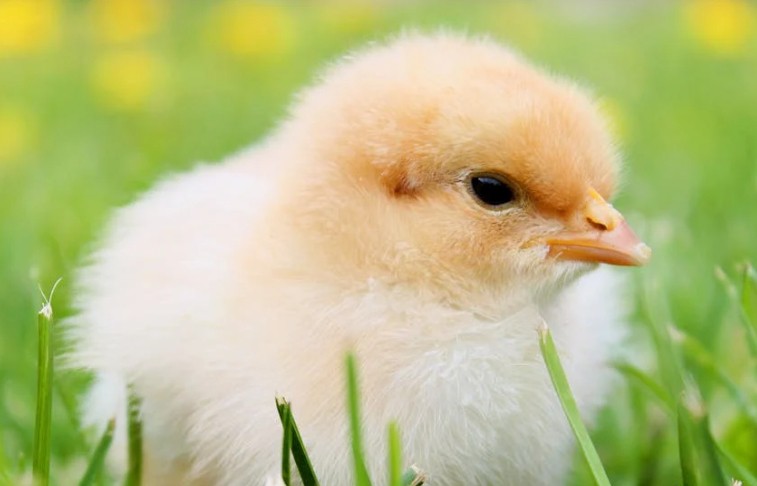 Rêver de poulets : 30 Interprétations et Symboles