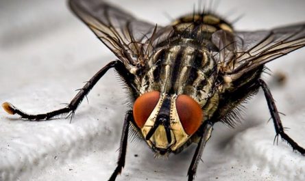 Rêves de mouches : 24 Interprétations et Symboles