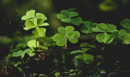 Rêver de trèfle à quatre feuilles : 43 Interprétations et Symboles
