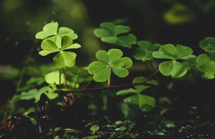 Rêver de trèfle à quatre feuilles : 43 Interprétations et Symboles