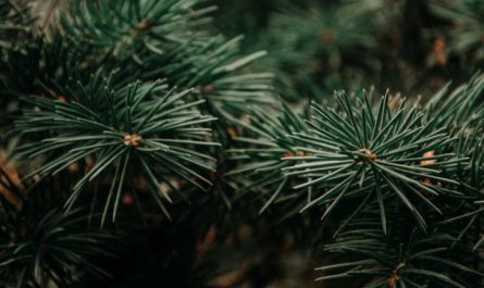 Rêver de pins : 49 Interprétations et Symboles