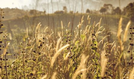 Rêver de mauvaises herbes : 35 Interprétations et Symboles