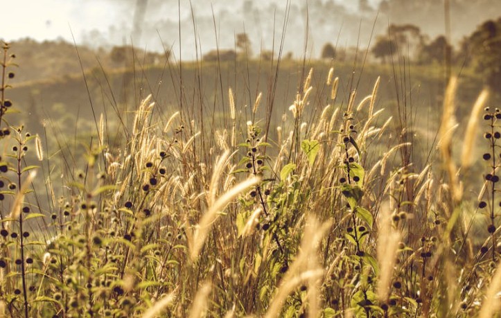 Rêver de mauvaises herbes : 35 Interprétations et Symboles