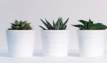Rêves de plantes : 40 Interprétations et Symboles
