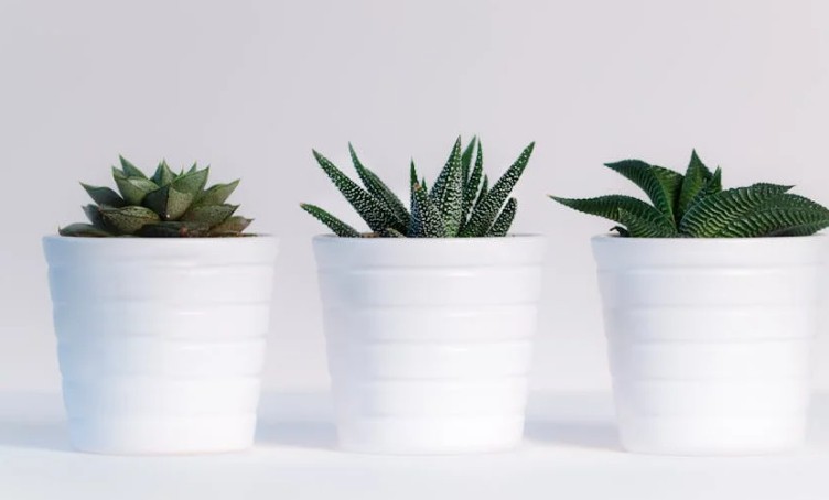 Rêves de plantes : 40 Interprétations et Symboles