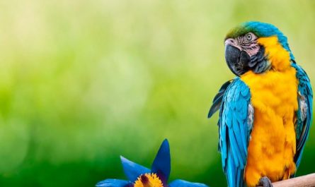 Rêver de perroquets: 20 Interprétations et Symboles