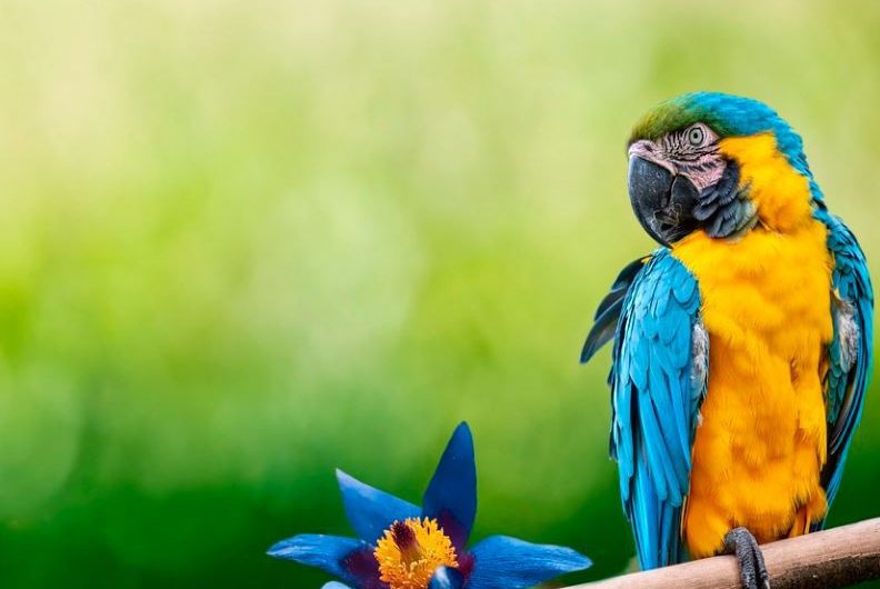 Rêver de perroquets: 20 Interprétations et Symboles