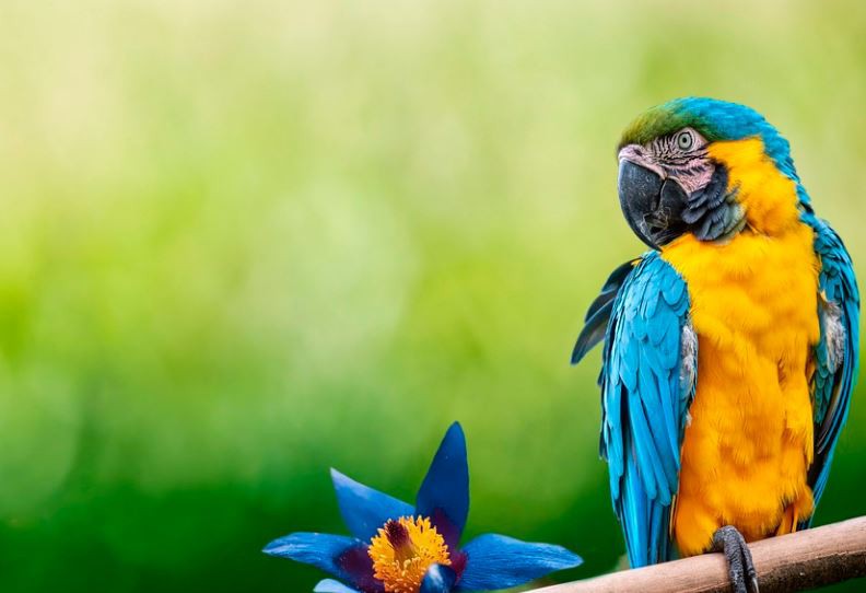 Rêver de perroquets: 20 Interprétations et Symboles