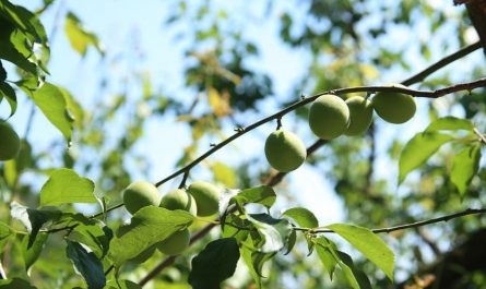 Rêver de prunes : 9 Interprétations et Symboles
