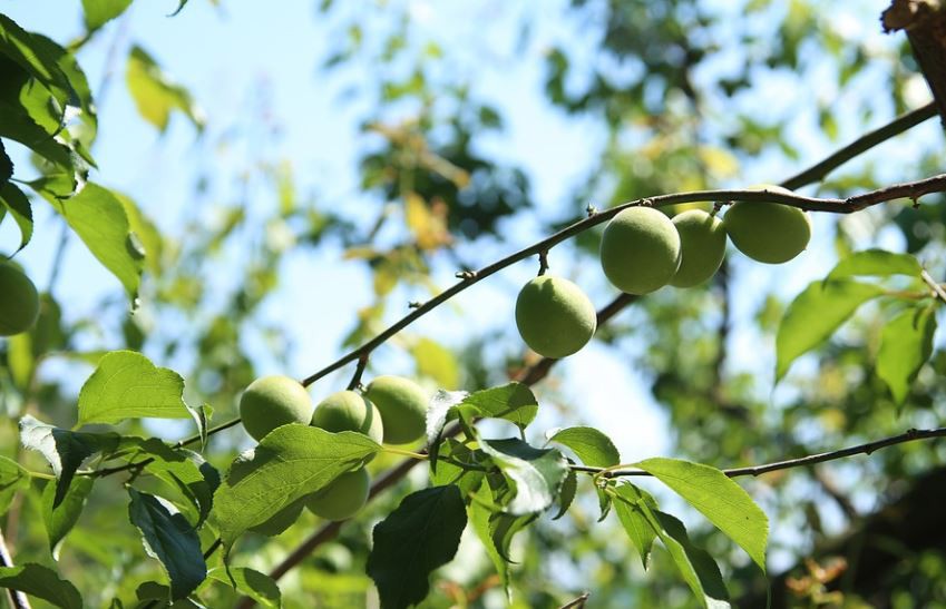 Rêver de prunes : 9 Interprétations et Symboles