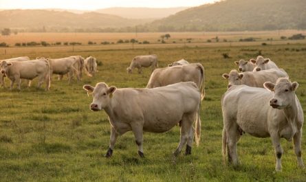 Rêver de vaches : 28 Interprétations et Symboles