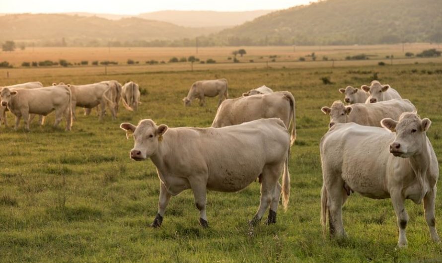 Rêver de vaches : 28 Interprétations et Symboles