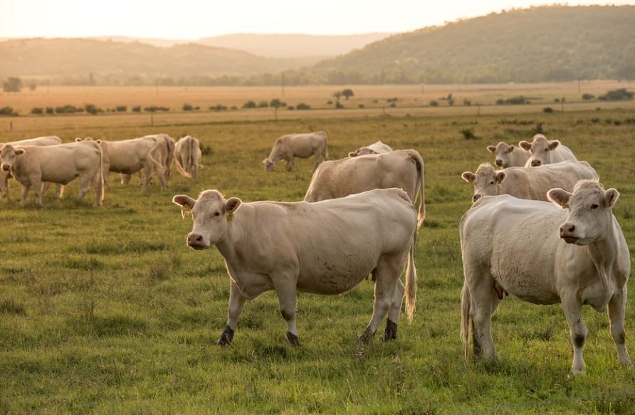Rêver de vaches : 28 Interprétations et Symboles