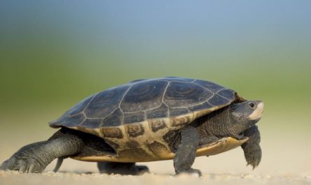Rêver de tortues : 21 Interprétations et Symboles