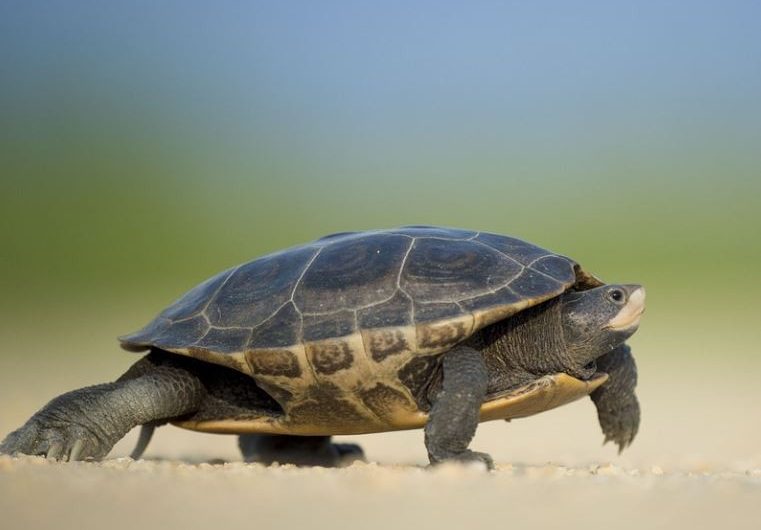 Rêver de tortues : 21 Interprétations et Symboles