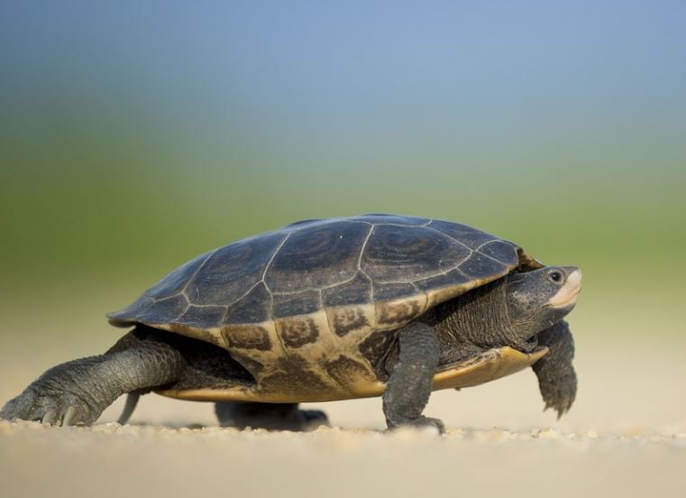 Rêver de tortues : 21 Interprétations et Symboles