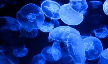 Rêver de méduses : 13 Interprétations et Symboles