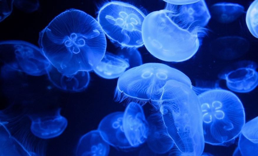 Rêver de méduses : 13 Interprétations et Symboles