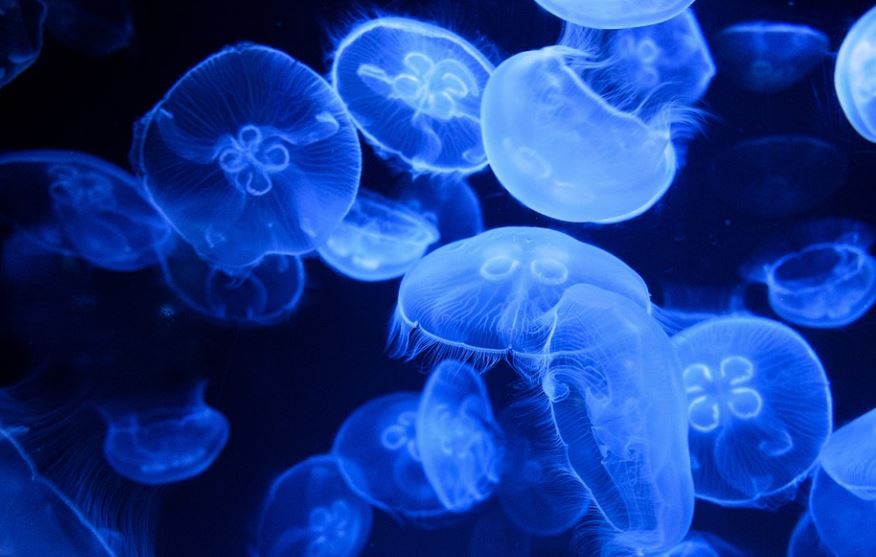 Rêver de méduses : 13 Interprétations et Symboles