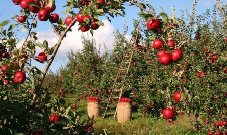 Rêver d’arbres fruitiers : 10 Interprétations et Symboles