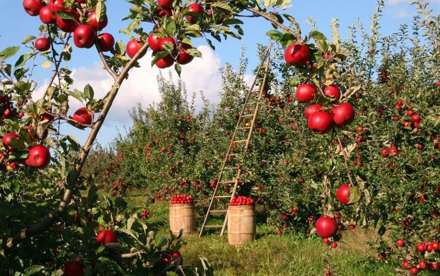 Rêver d’arbres fruitiers : 10 Interprétations et Symboles