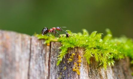 Rêver de fourmis rouges : 10 Interprétations et Symboles