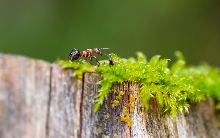 Rêver de fourmis rouges : 10 Interprétations et Symboles