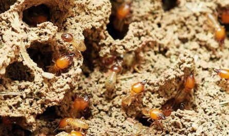 Rêver de termites : 11 Interprétations et Symboles