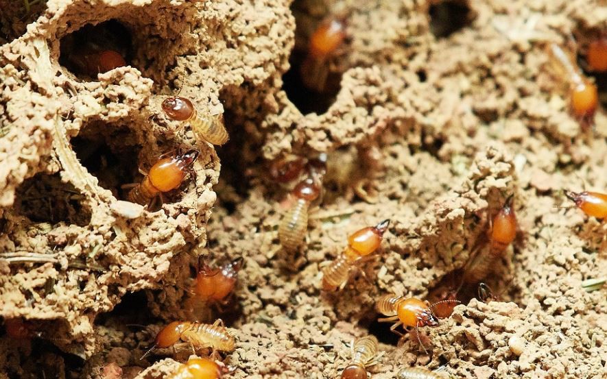 Rêver de termites : 11 Interprétations et Symboles