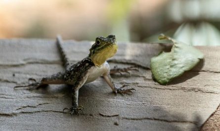Rêver de lézards : 18 Interprétations et Symboles