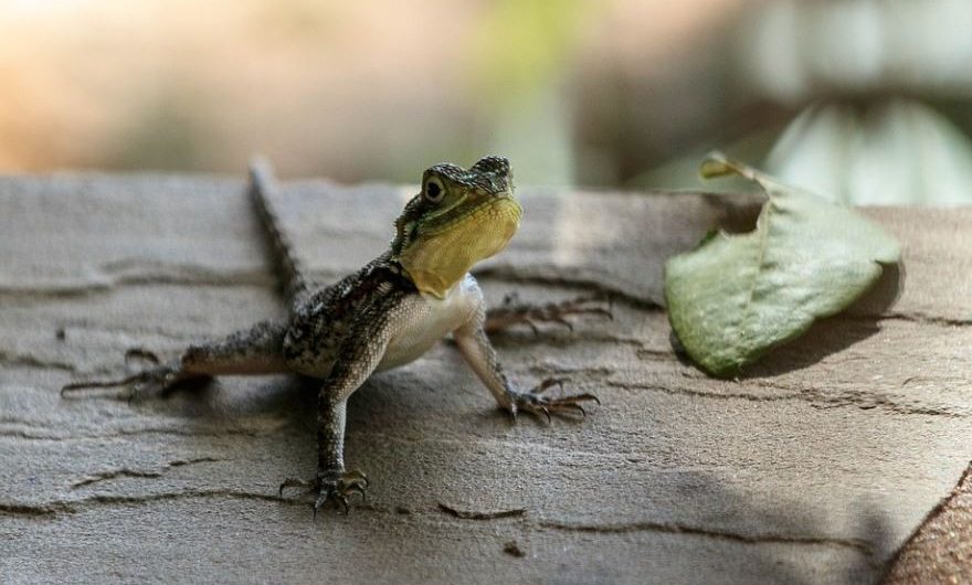 Rêver de lézards : 18 Interprétations et Symboles