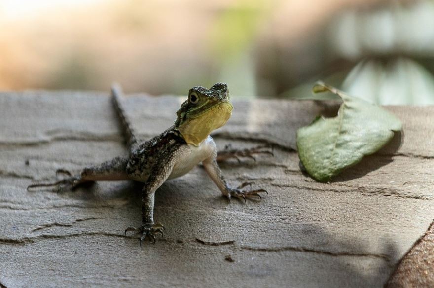 Rêver de lézards : 18 Interprétations et Symboles