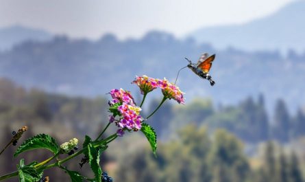 Rêver de papillons de nuit : 13 Interprétations et Symboles