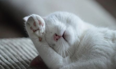 Rêver d’un chat malade : 15 Interprétations et Symboles