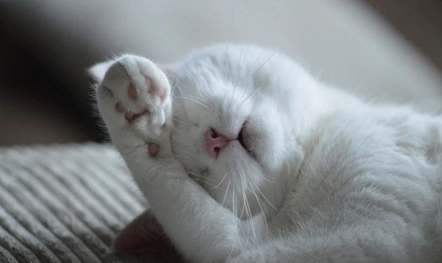 Rêver d’un chat malade : 15 Interprétations et Symboles