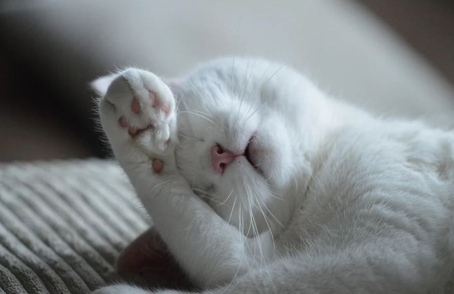 Rêver d’un chat malade : 15 Interprétations et Symboles