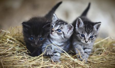 Rêver de chatons : 17 Interprétations et Symboles