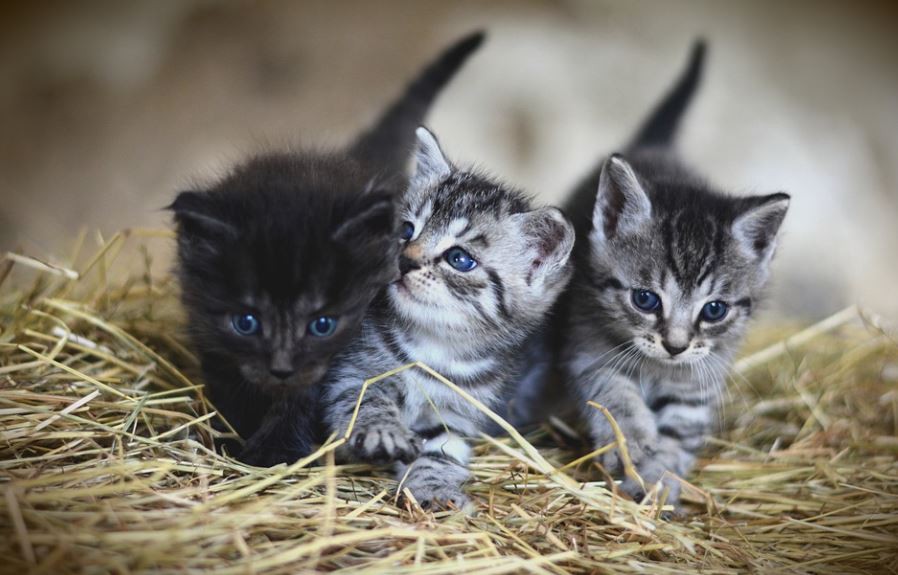 Rêver de chatons : 17 Interprétations et Symboles