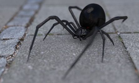 Rêver d’araignées noires : 8 Interprétations et Symboles