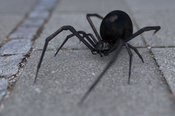 Rêver d’araignées noires : 8 Interprétations et Symboles